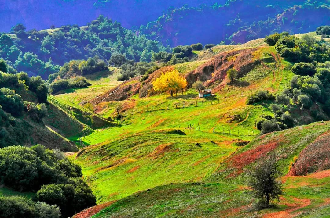 Fasülyeye hiç dokunmadı. Pilavdan aldı bir iki kaşık . Yer