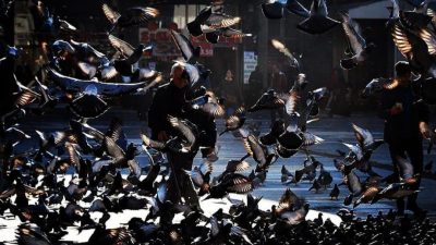 Ebleh gönül olmuş sersem Neylerim bu deli ile Acep yer