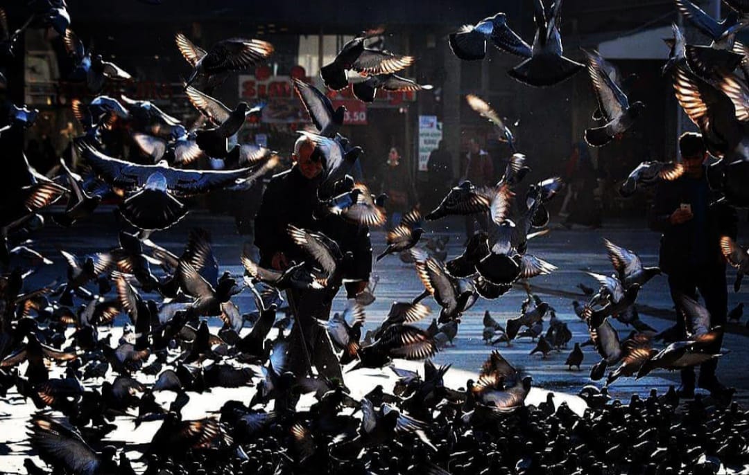 Ebleh gönül olmuş sersem Neylerim bu deli ile Acep yer