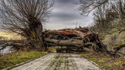 Mustafa Süs yazdı: Kimileri de seni bir söğüt ağacı gibi