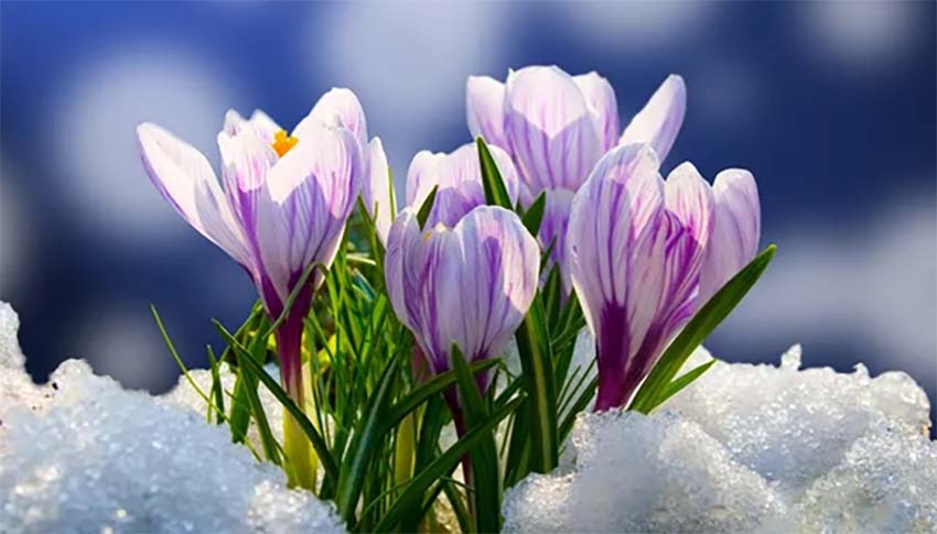 Ayşenur Dürlü yazdı: Karçiçeği aynı zamanda müthiş bir zamanlama ustasıdır.