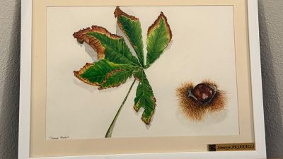 Açılışı 18 Nisan Cumartesi günü yapılan Bitki Çizimleri Sergisi, Bursa