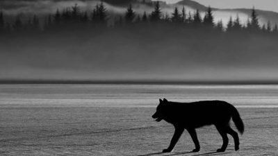 Abdurrahim Zararsız yazdı: Soylu bir kavgada hissesine kurt yalnızlığı düşen