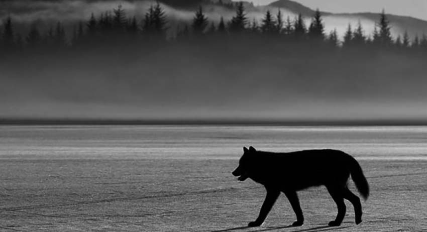 Abdurrahim Zararsız yazdı: Soylu bir kavgada hissesine kurt yalnızlığı düşen